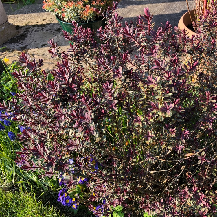 Plant image Hebe 'Burgundy Blush'