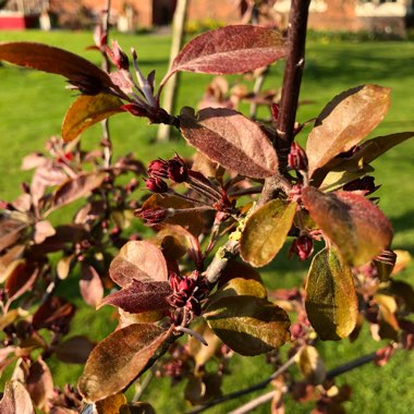 Prunus Serrulata