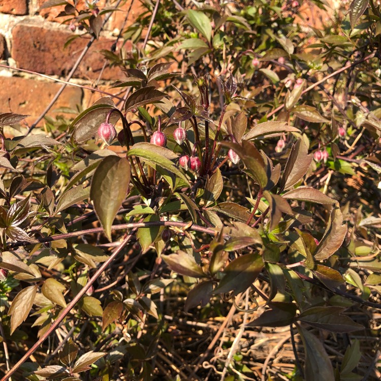 Plant image Clematis montana