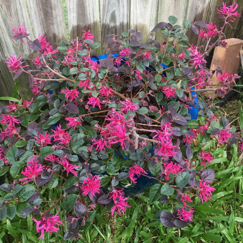 Loropetalum chinense 'Plum Gorgeous'