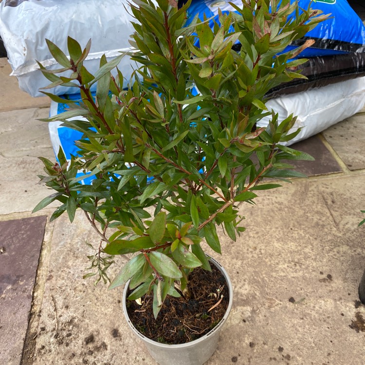 Plant image Callistemon Citrinus 'Endeavour'