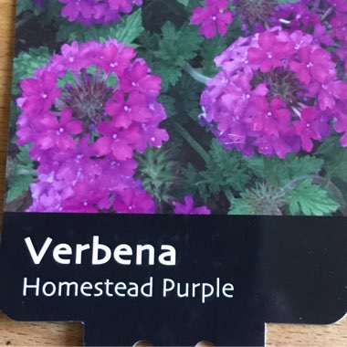 Mock Vervain 'Homestead Purple'