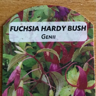 Fuchsia 'Genii'