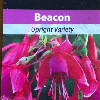 Fuchsia 'Beacon'