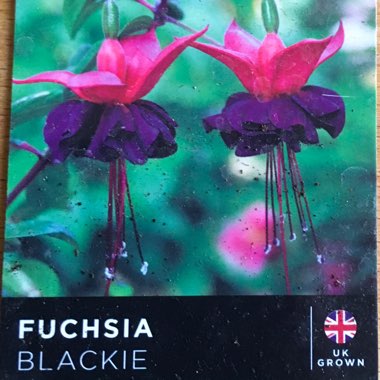 Fuchsia 'Blackie'