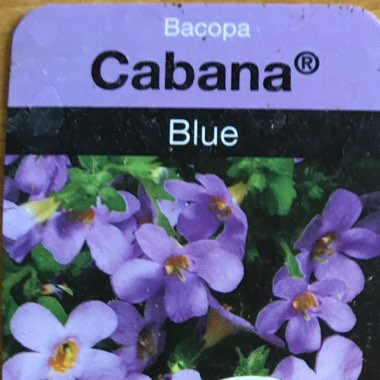 Bacopa 'Cabana® Trailing Blue'