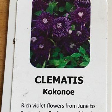 Clematis Kokonoe