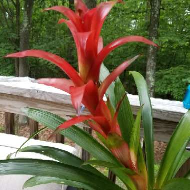 Bromeliad