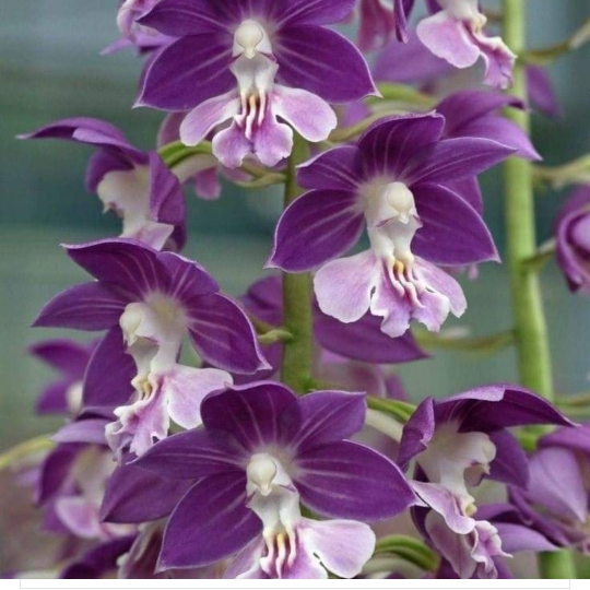 Plant image Schizanthus pinnatus