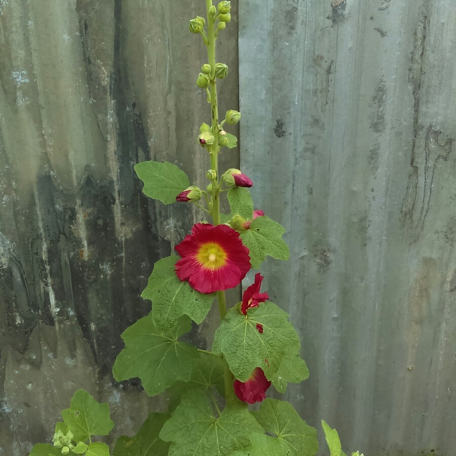 Hollyhock