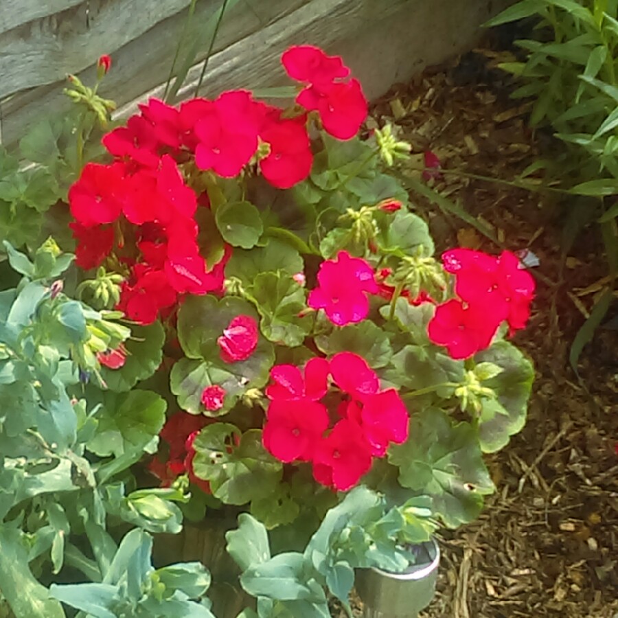 Pelargonium 'Contrast' (Zonal Coloured Variegated)