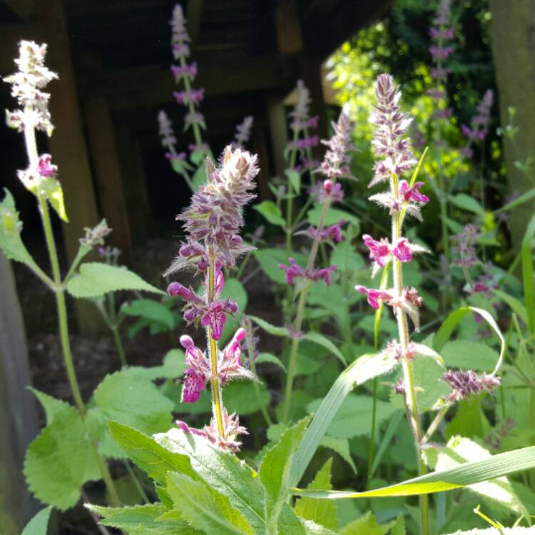 Plant image Stachys sylvatica