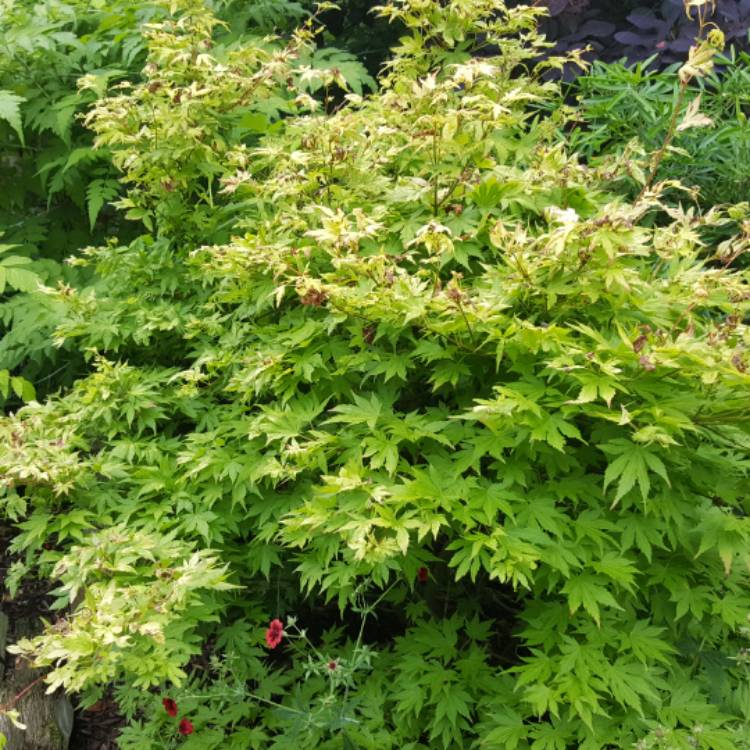 Plant image Acer shirasawanum