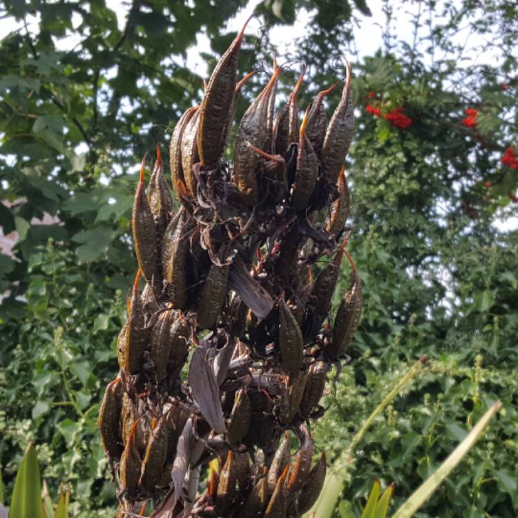 Plant image Phormium tenax