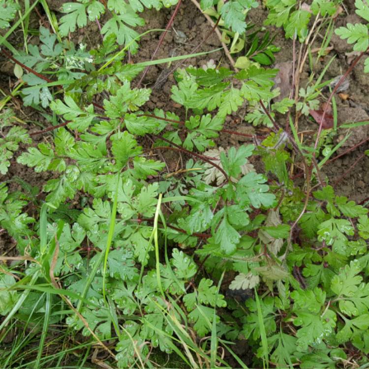 Plant image Geranium maculatum 'Elizabeth Ann'