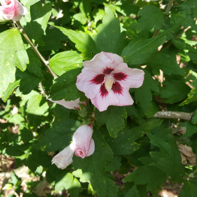 Plant image Hibiscus syriacus 'Hamabo'