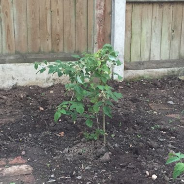 Rubus Idaeus 'Polka'