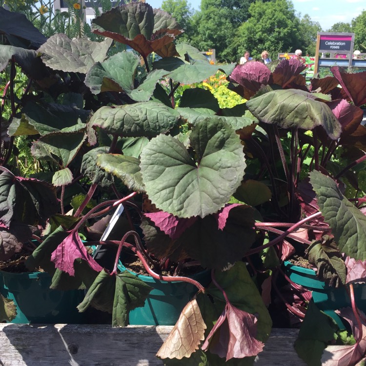 Plant image Ligularia dentata 'Desdemona'