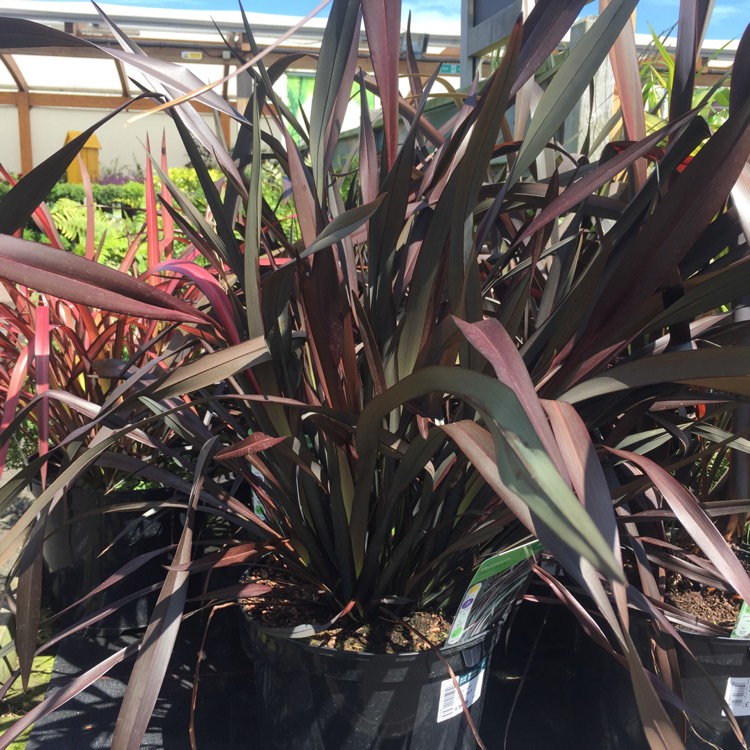 Plant image Phormium tenax 'Platts Black'