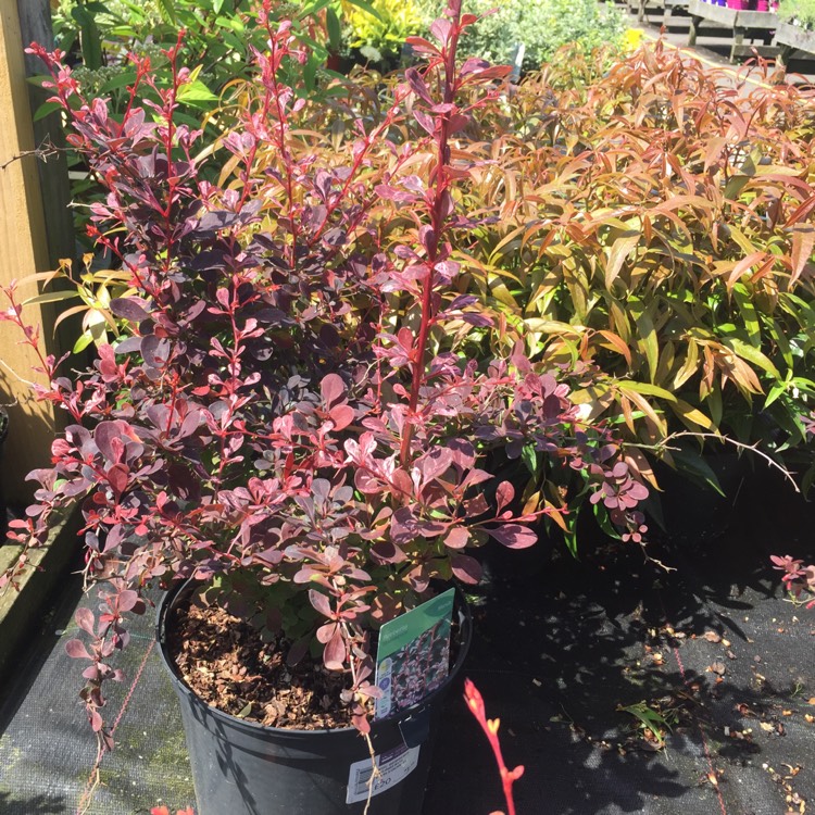 Plant image Berberis thunbergii f. atropurpurea 'Harlequin'