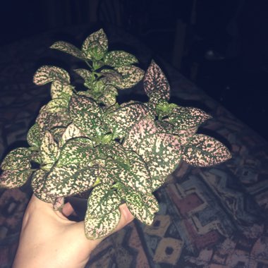 Polka dot plant 'Triple Splash'