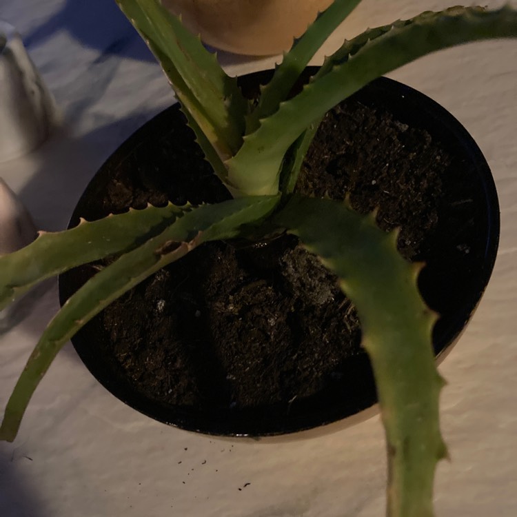 Plant image Aloe Congolensis