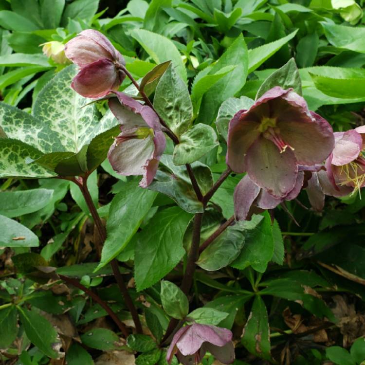 Plant image Helleborus 'Abcrd01' (Frostkiss Series) syn. Helleborus (Rodney Davey Marbled Group) 'Penny's Pink'