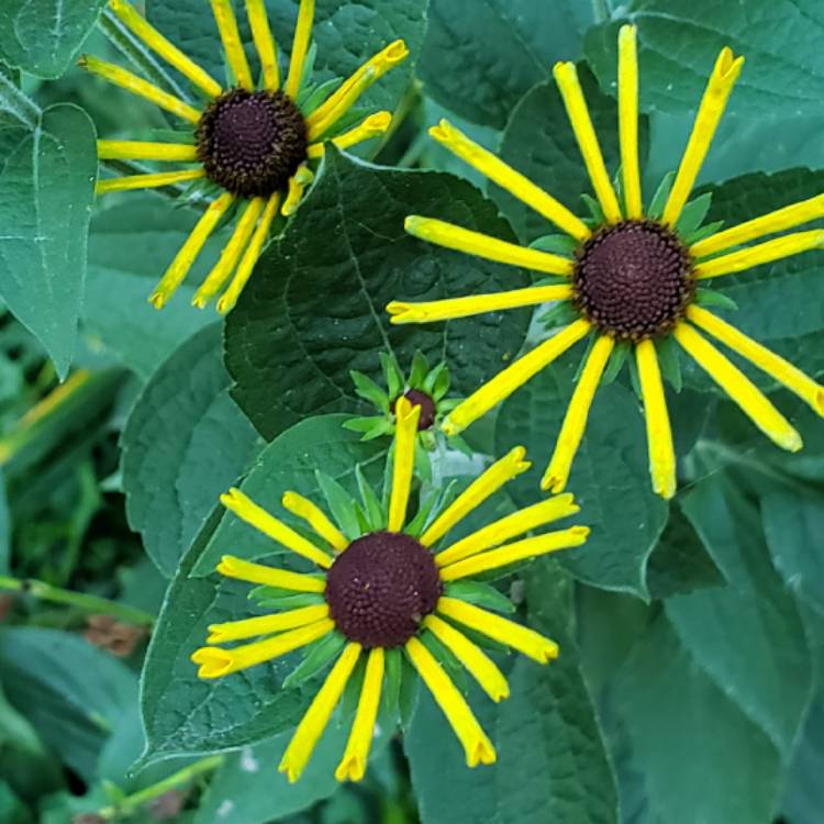 Plant image Rudbeckia subtomentosa 'Henry Eilers'