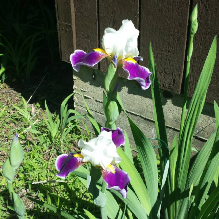 Plant image Iris x germanica 'Wabash'