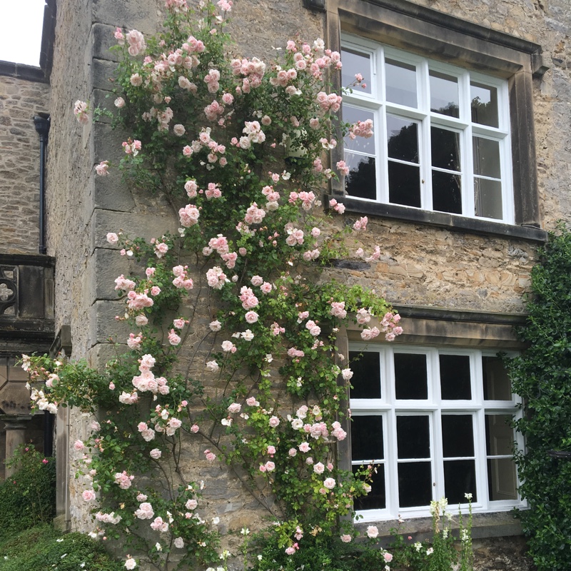 Rose 'New Dawn' (Climbing)