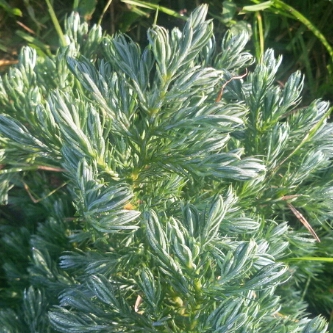 Plant image Chamaecyparis pisifera 'True Blue'