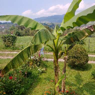 Aleksandar's garden