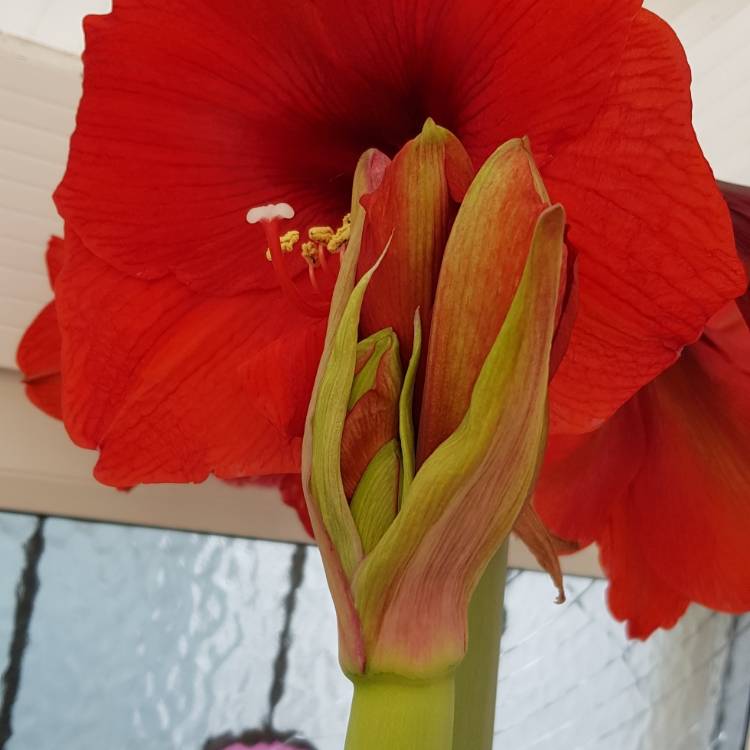 Plant image Hippeastrum (Galaxy Group) 'Orange Souvereign'