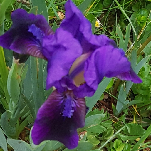 Plant image Iris 'Fabiola' syn.  Iris reticulata 'Fabiola'