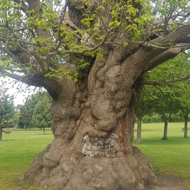 Plant image Quercus robur syn. Quercus pedunculata