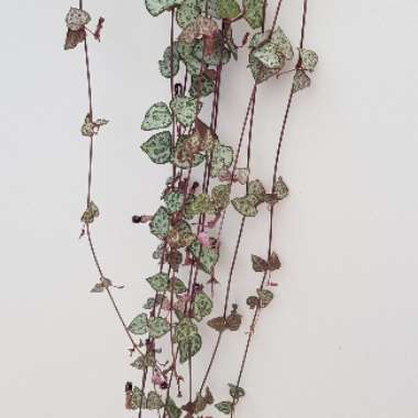 Variegated String Of Hearts