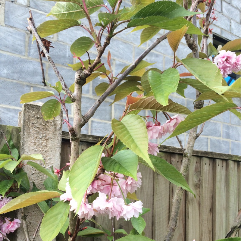 Plant image Prunus 'Kanzan'