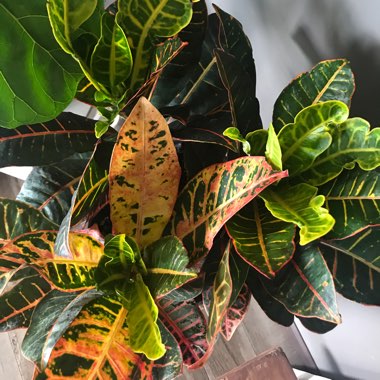 Codiaeum variegatum 'Pictum'