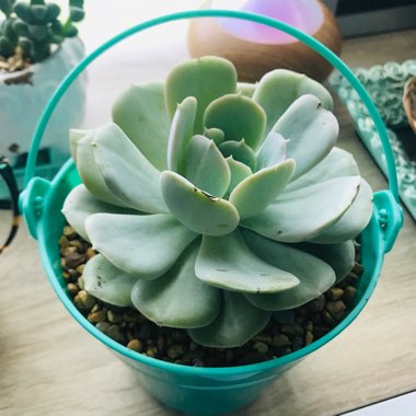 Echeveria Blue Surprise