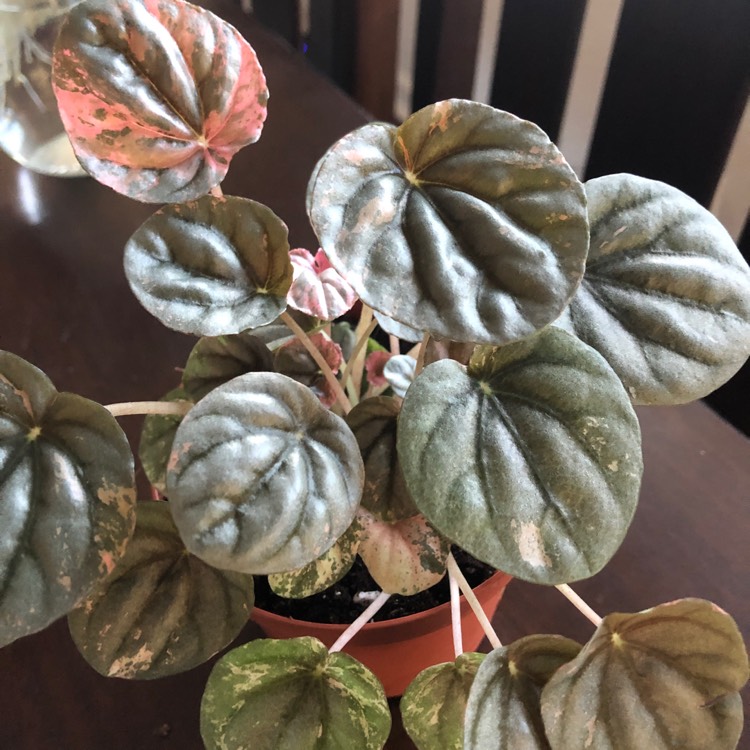 Plant image Peperomia Caperata Pink Lady