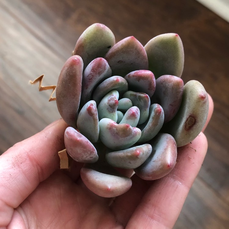 Plant image x Pachyveria Royal Flush