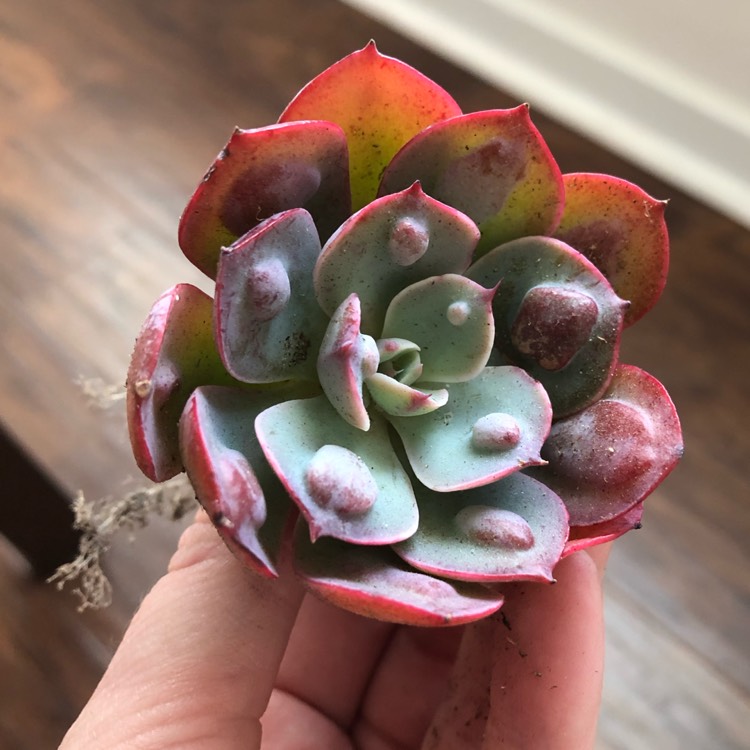 Plant image Echeveria Raindrops