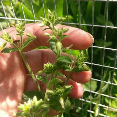 Mouse Ear Chickweed