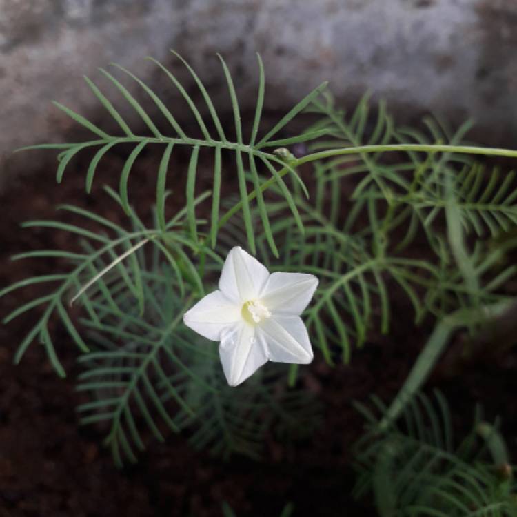 Plant image Ipomoea quamoclit 'Red Feather'