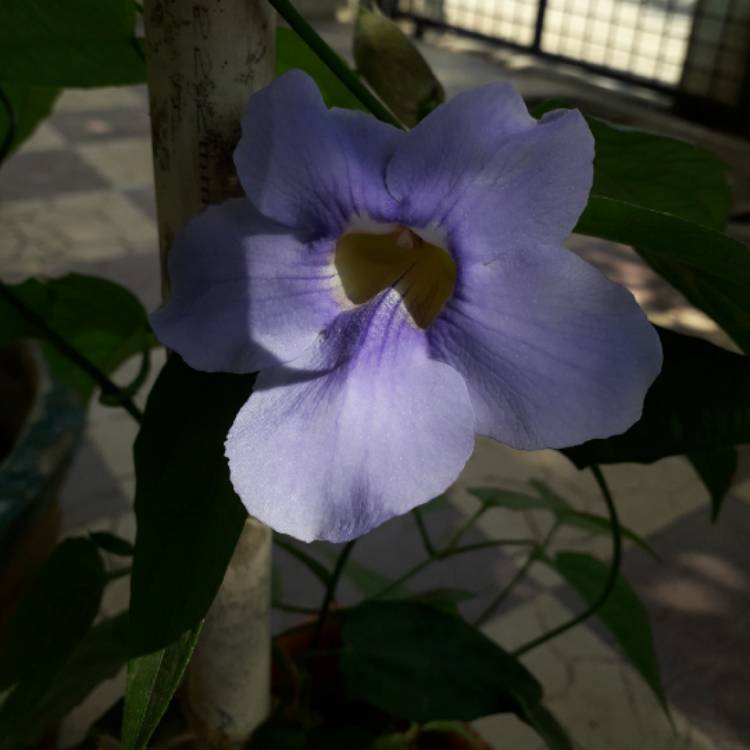 Plant image Thunbergia grandiflora