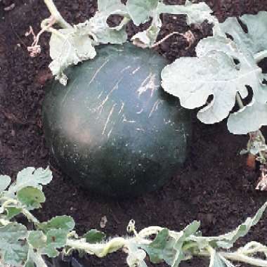 Moon And Star Watermelon