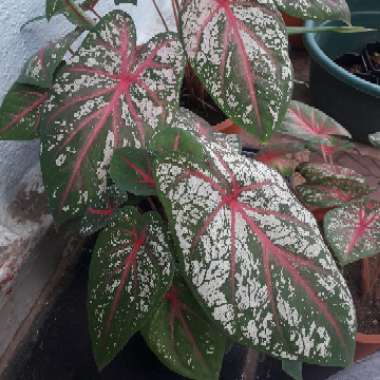 Elephant Ear (Caladium)