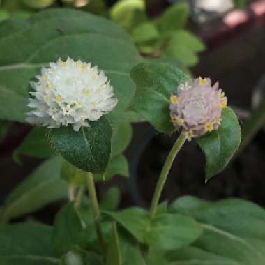 Gomphrena Mix