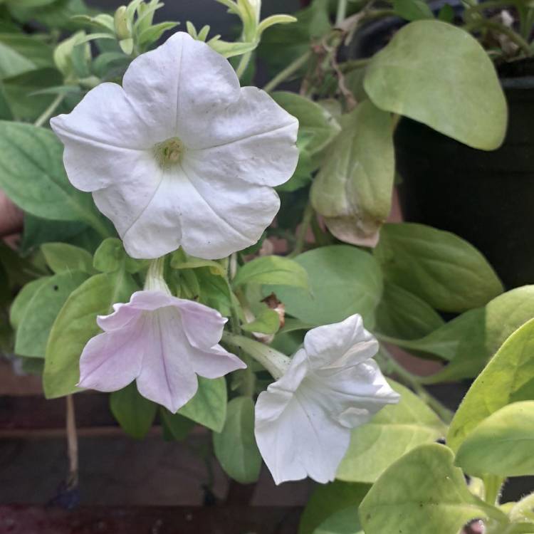 Plant image Petunia 'SunPassion™ White'