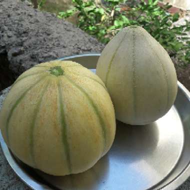 Cantaloupe Melon 'Pepito' F1